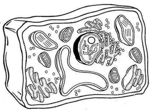 Perhatikan Sel Tumbuhan Pada Gambar Berikut Proses Yang Terjadi Pada Organel X Adalah Blog Pak Pandani