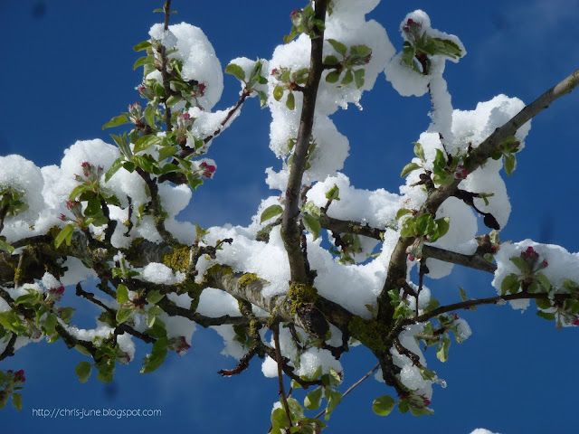 Apfelbaum im April - Äste mit Schnee Apfelbaum Äste mit Schnee - 27.04.16