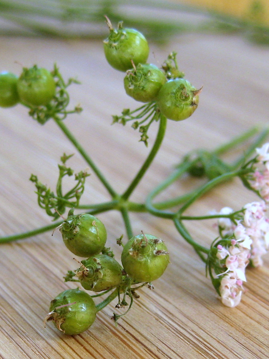 Cook Food. Mostly Plants. Smoked Trout, Two Ways