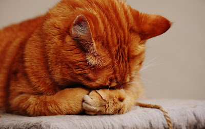 Perasaan sedih, stres dan lingkungan tidak nyaman membuat kucing pergi