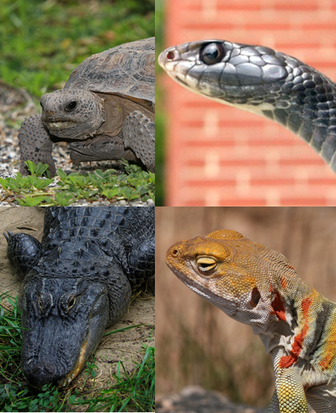 Predator Haven: REPTILES & TRAINS & SEX