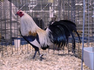 Birds Lover: American Game Bantam Chickens