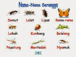 Nama serangga
