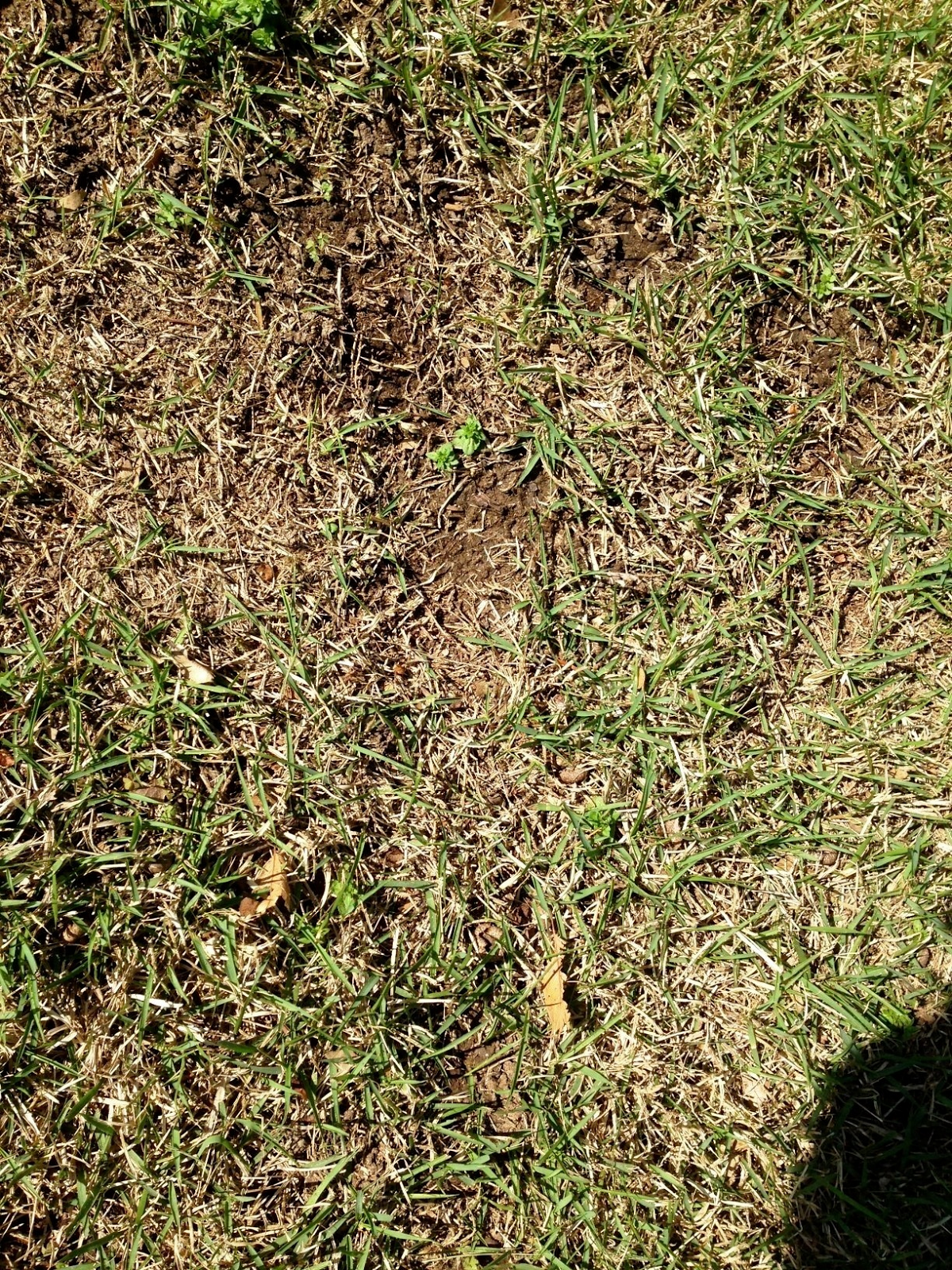 University of Illinois Plant Clinic: Growing Zoysia (warm season grass