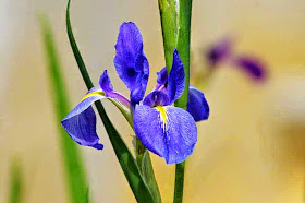 purple Iris flower