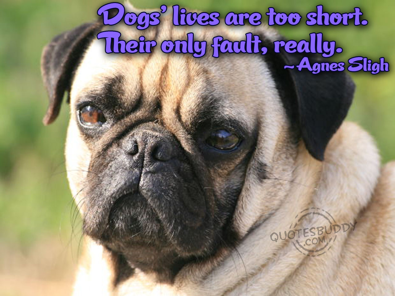 funny-image-collection-funny-dog-quotes-lola-eco-dog