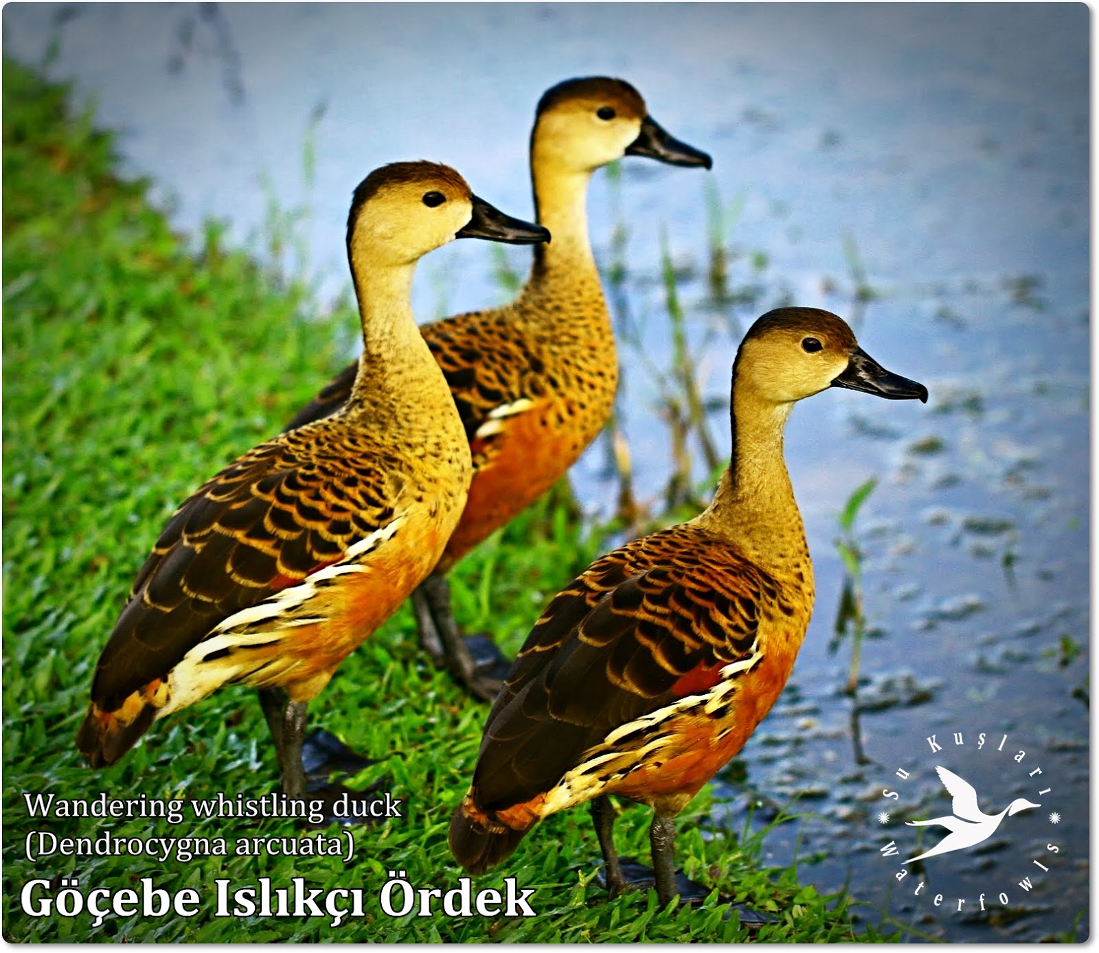 Su Ku lar Waterfowls G ebe Isl k rdek Wandering Whistling Duck Dendrocygna Arcuata 