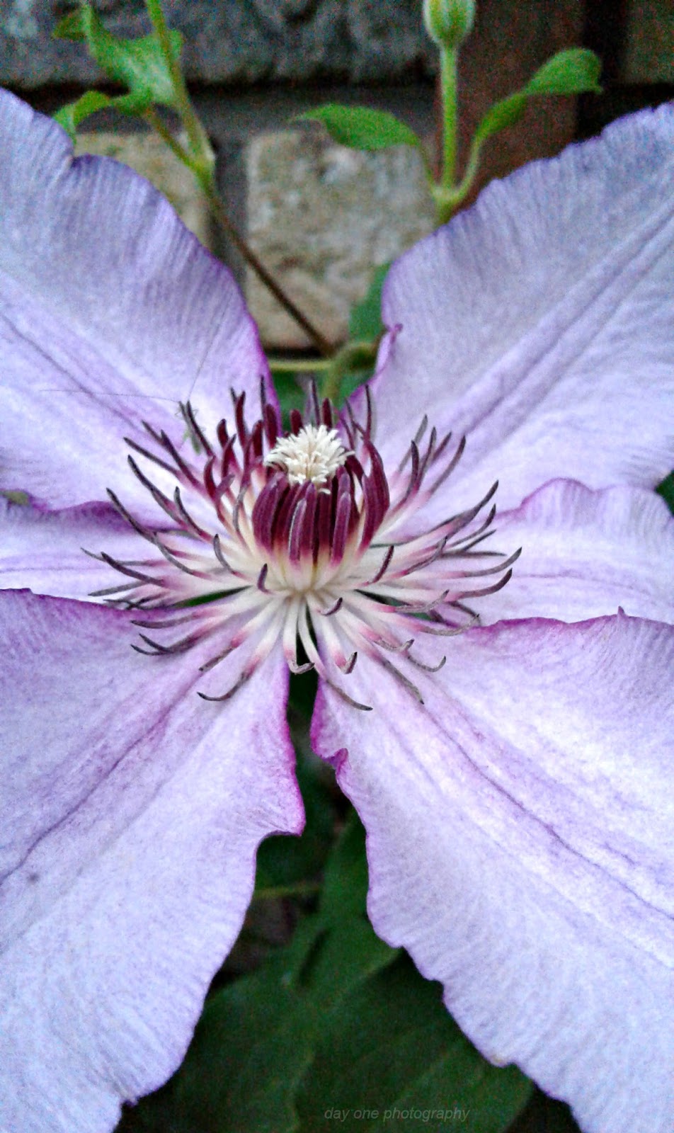 Day One Photography Inside A Clematis