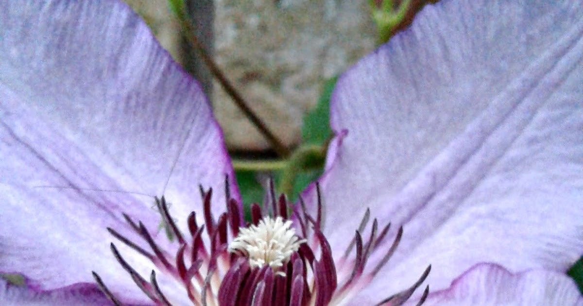 Day One Photography Inside A Clematis