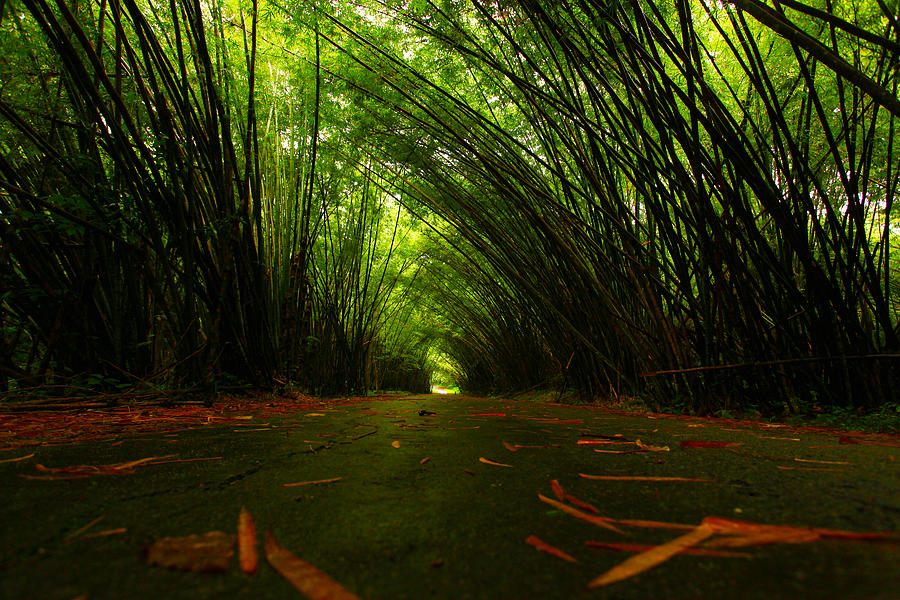 Bamboo Cathedral