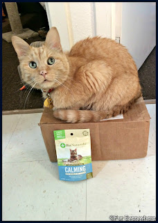 Carmine sits on a box in the kitchen with a bag of Pet Naturals of Vermont Calming Cat Chews.