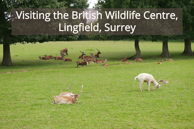 British wildlife centre header