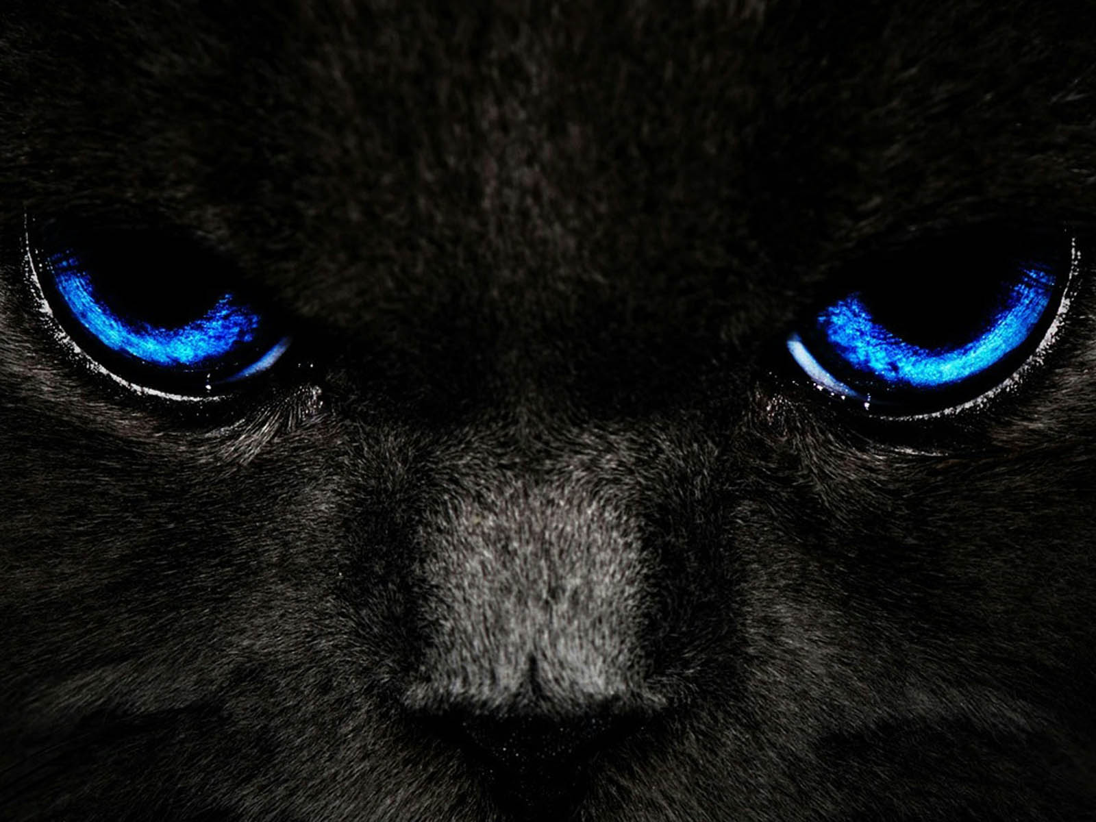 wallpaper Black Cat Blue Eyes