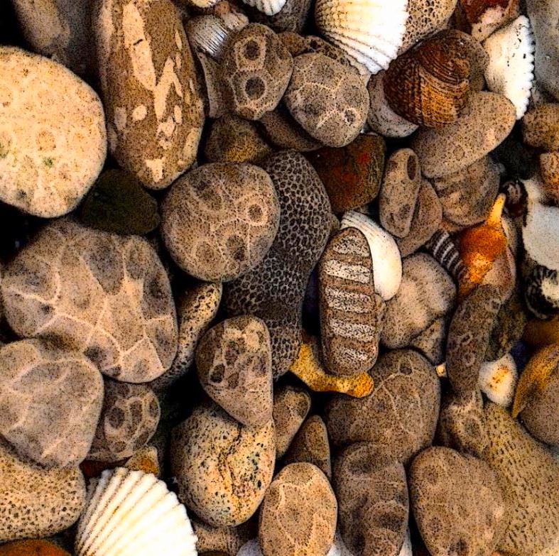 What Is Petoskey Stone, and Where Can You Find It? - Geology In