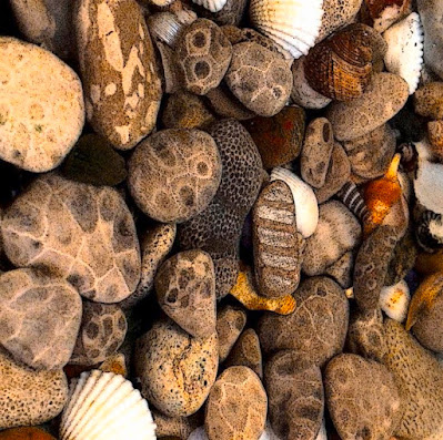 What Is Petoskey Stone, and Where Can You Find It?