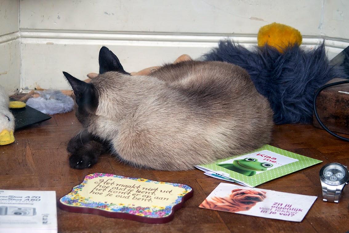 cat sleeping in shop window