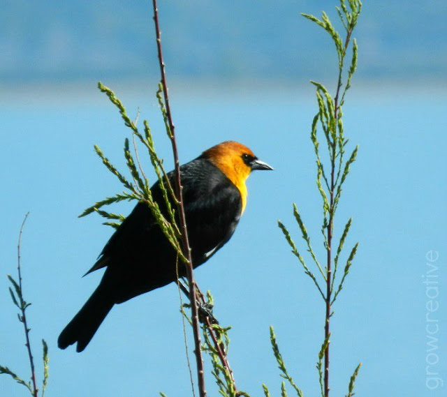 Birds of Utah Lake: growcreativeblog