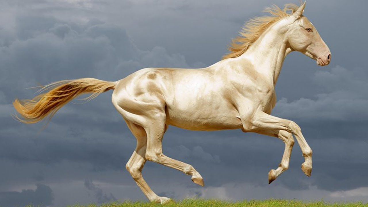 世界 一 美しい 馬
