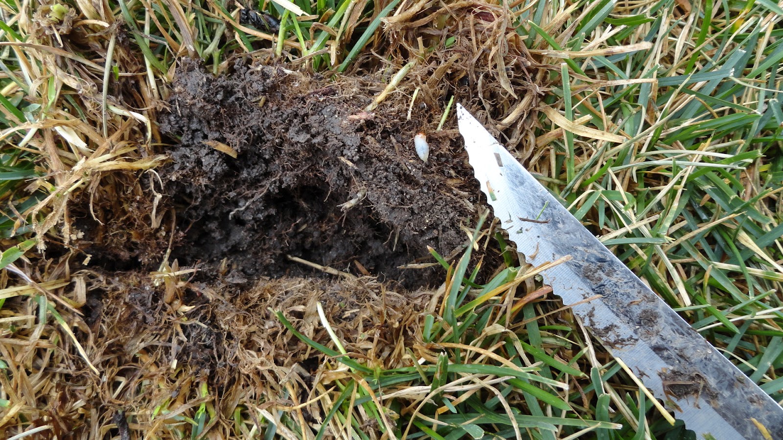 Bluegrass Billbug | Naperville Country Club Green Department