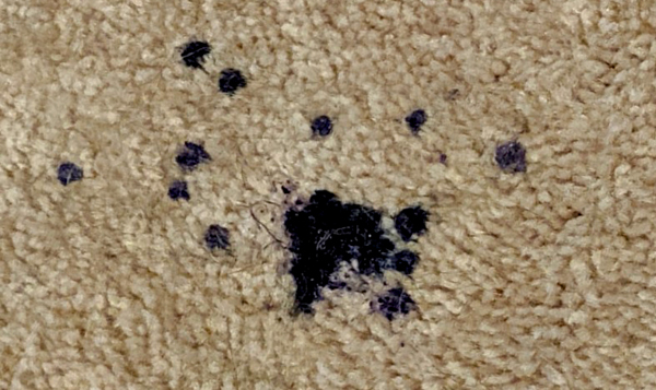 image of dark purple spots on cream carpet