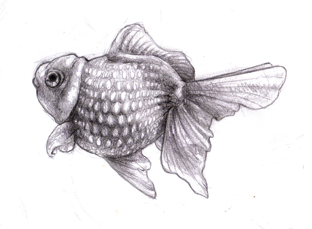 Magellin . Blog: Coral reef and fish drawing - Day 1