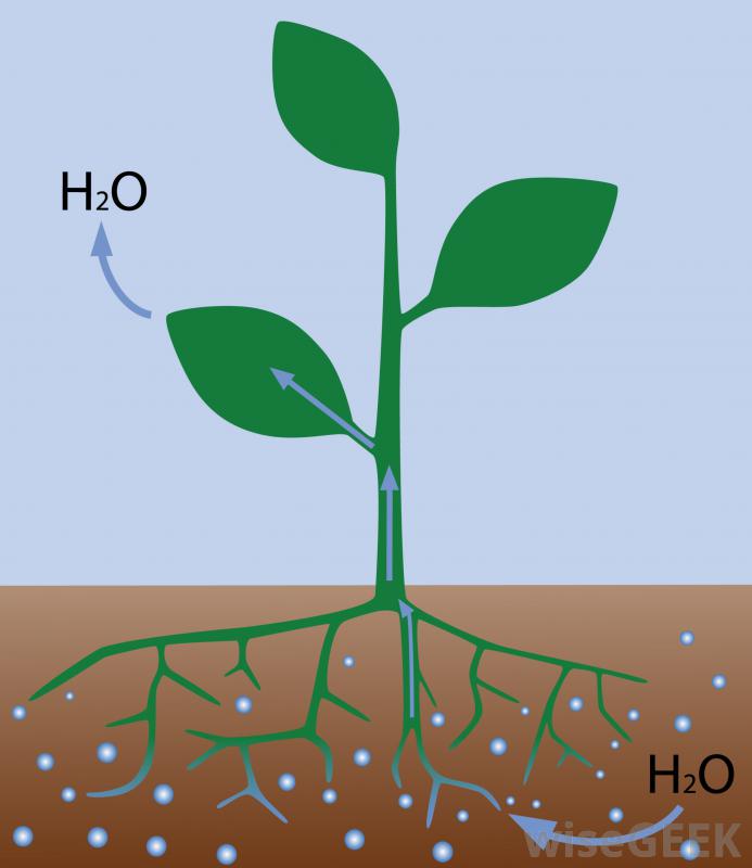 Движение воды в листьях. Поглощение воды растением. Поступление воды в растение. Осмос у растений. Транспирация у растений.
