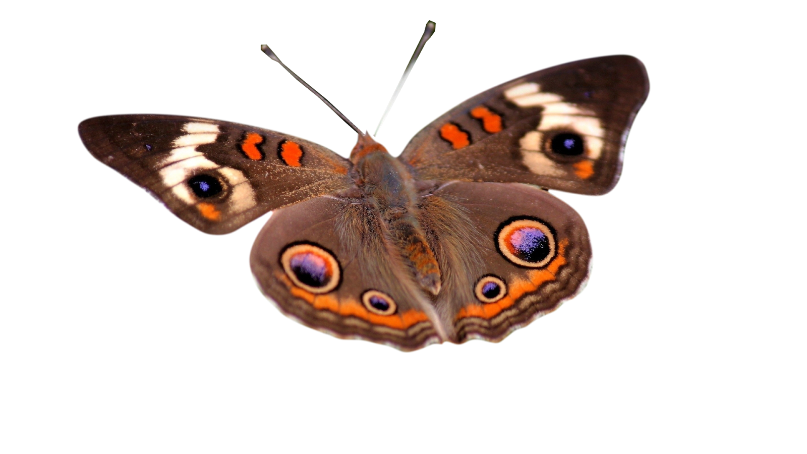 IMAGENES .PNG FONDO TRANSPARENTE: MARIPOSAS