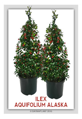 Ilex-Aquifolium-Alaska