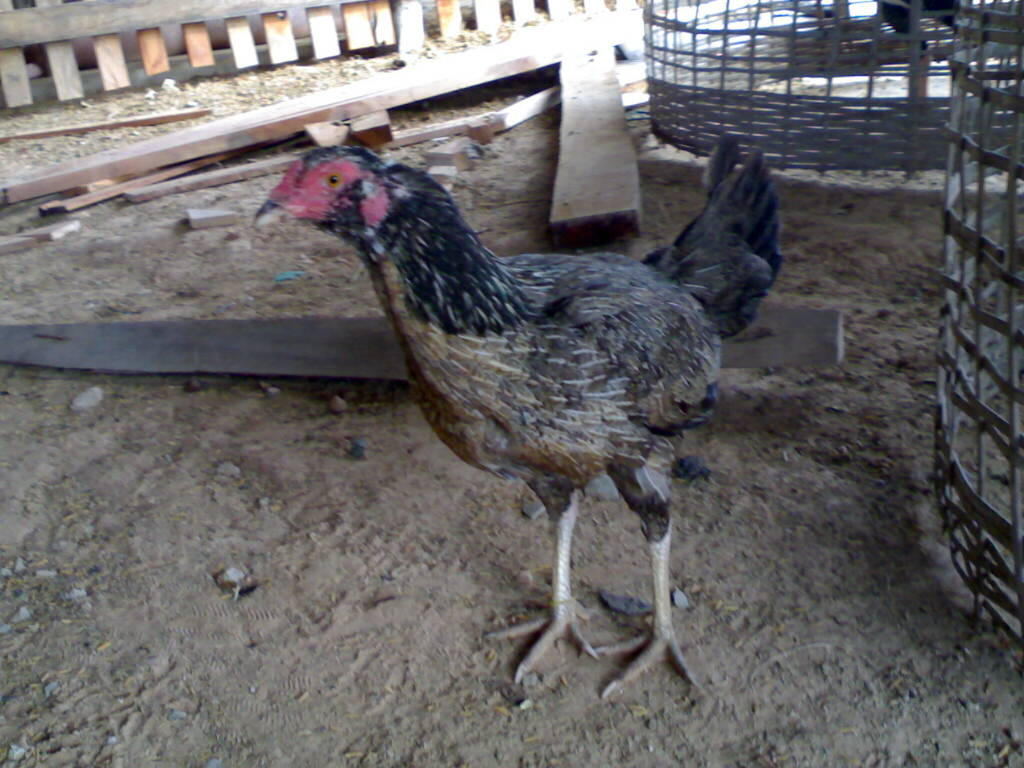 ซุ้มไก่ชน สุรนารายณ์: พ่อพันธุ์ เเม่พันธุ์ ซุ้มไก่ชน สุรนารายณ์: พ่อพันธุ์ เเม่พันธุ์