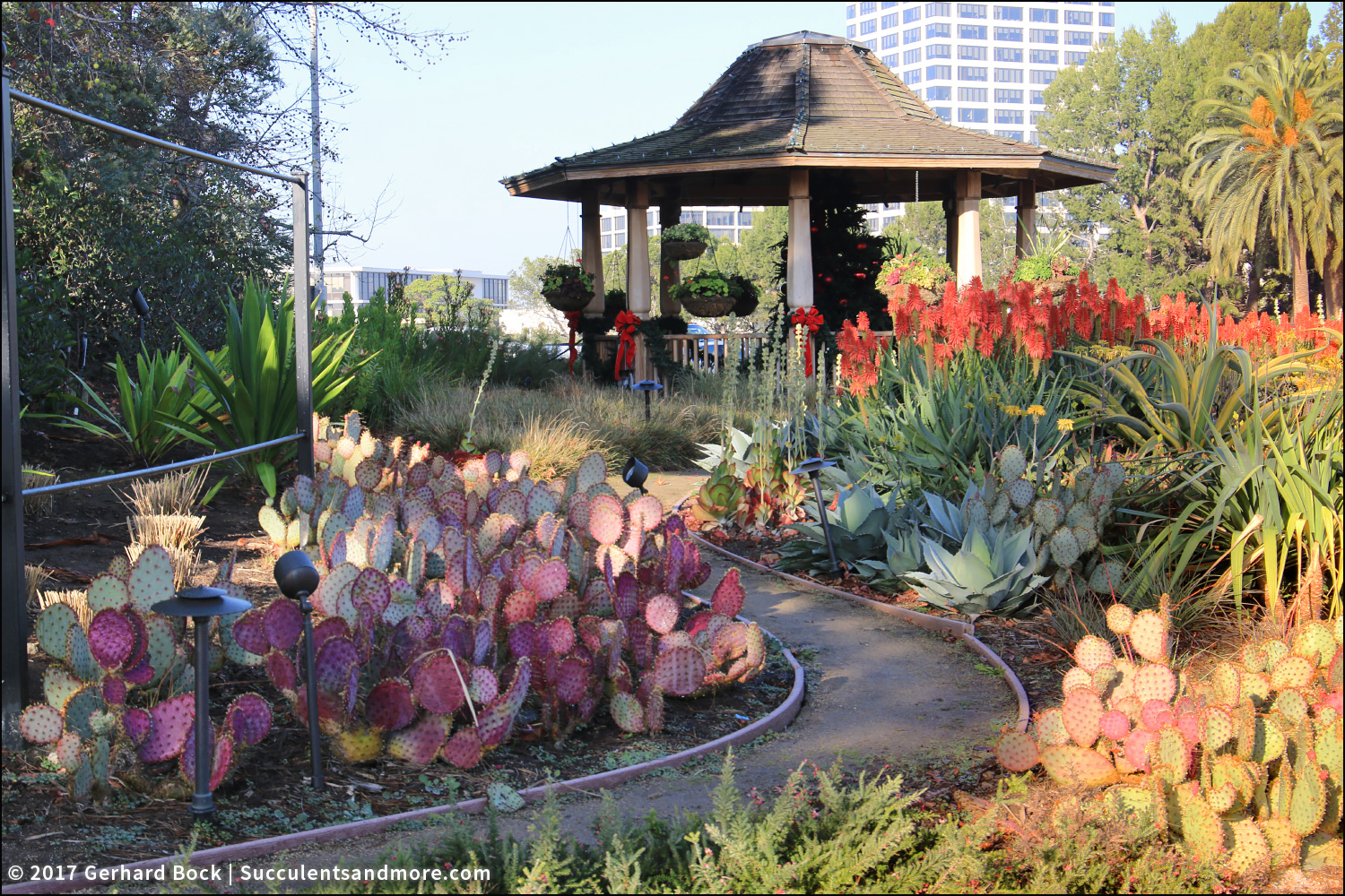 Succulents and More Roger's Gardens what a nursery should be