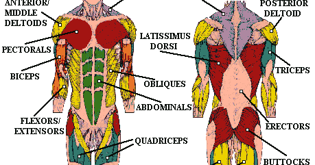 Görsel anatomi ve fizyoloji 3. baskı pdf indir