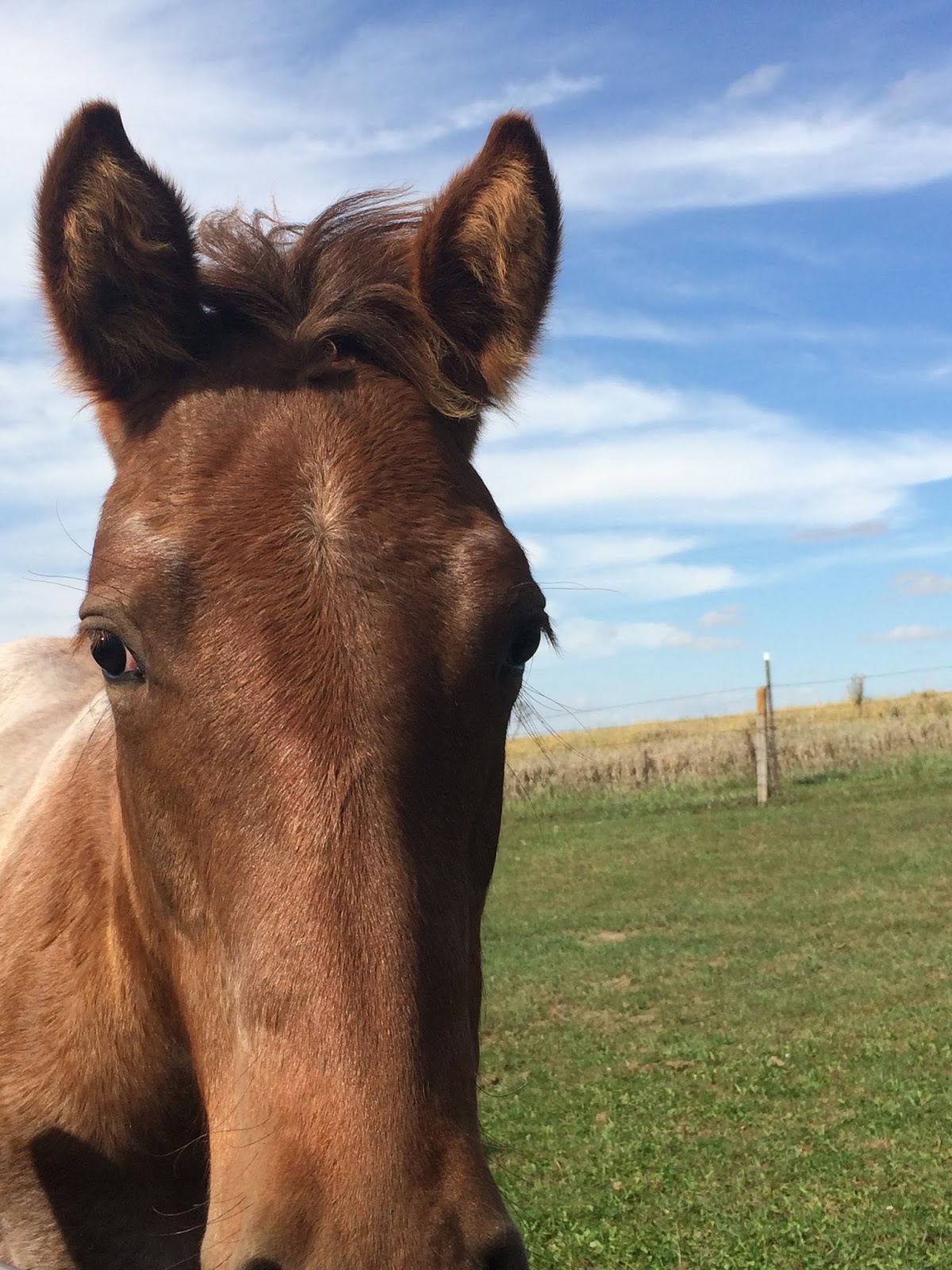 Windy Creek Quarter Horses