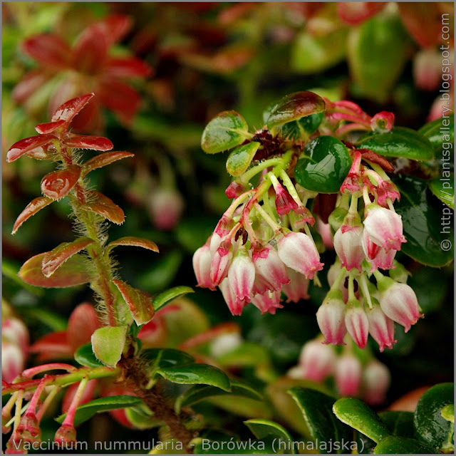 Vaccinium nummularia flowers - Borówka kwiaty