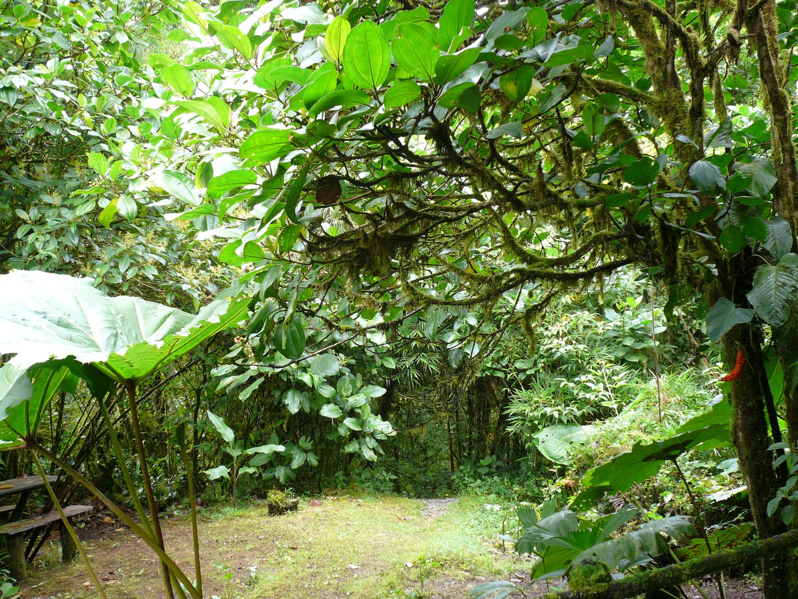 Living in Costa Rica: More about Coronado, Costa Rica