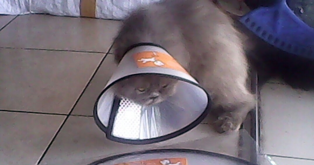 COLLAR KUCING HEWAN SEGITU