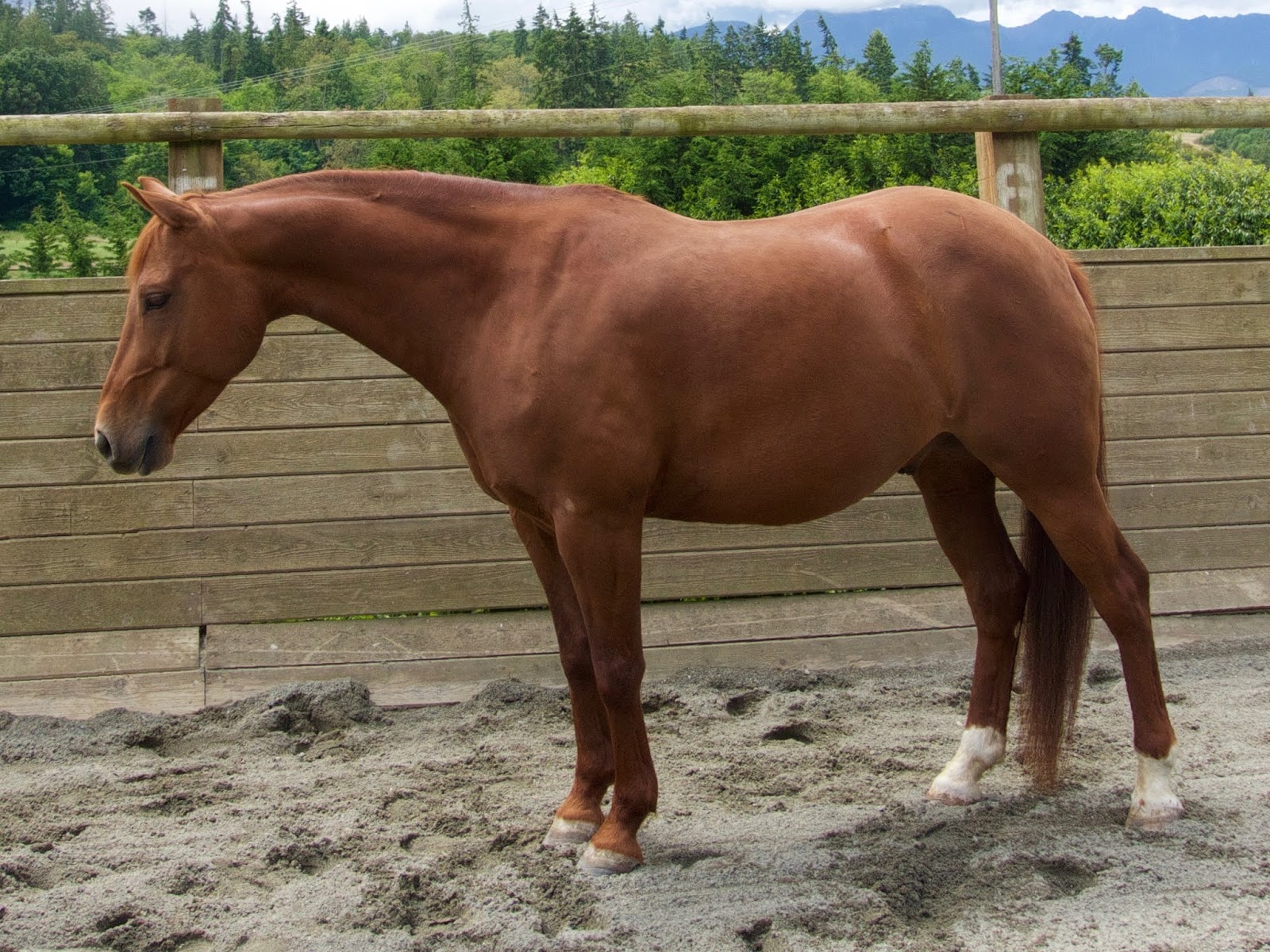 Wise Horsemanship at Freedom Farm September 2018