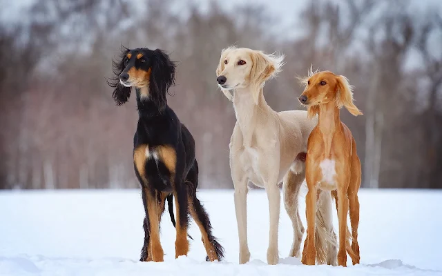 Drie honden buiten in de sneeuw