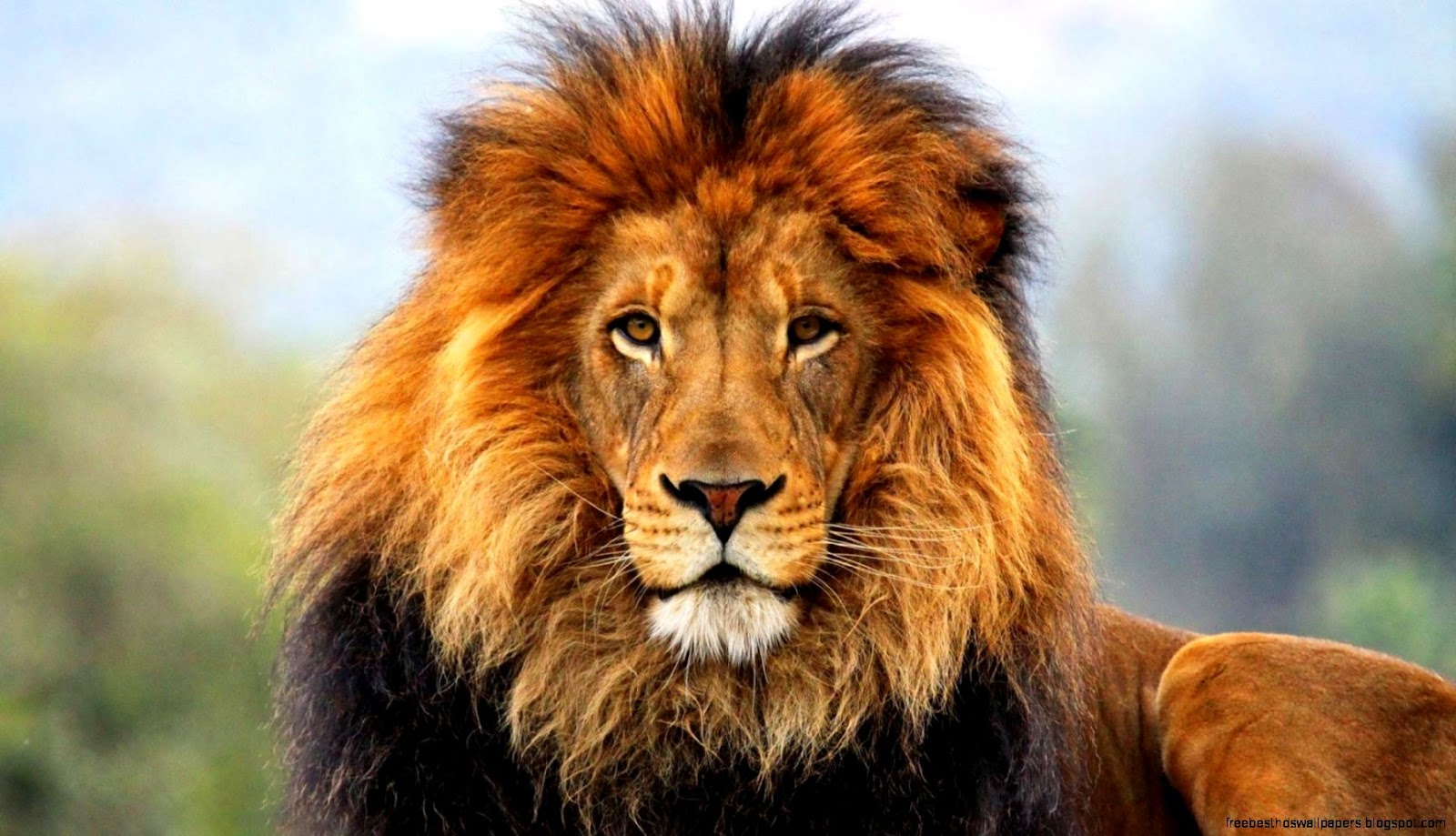Male Lion Head