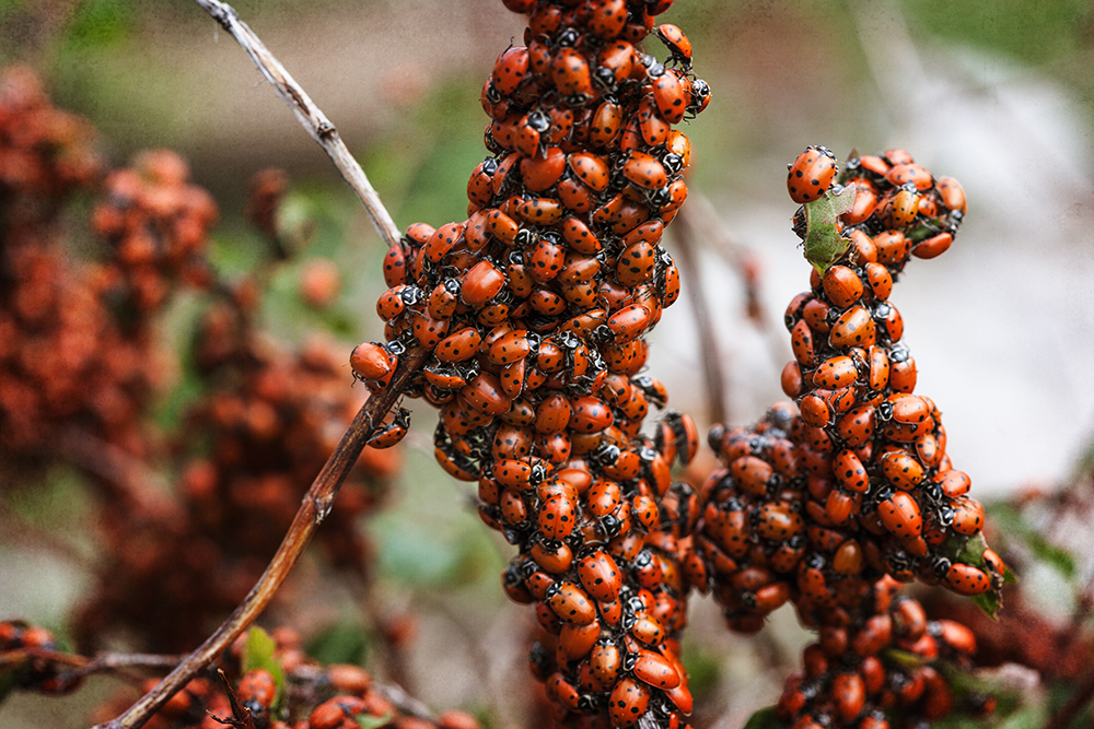 Explained not Defined Lady bug hunting