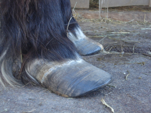 Mein Pferd hat Hufrehe!: Meine Behandlung bei Hufrehe