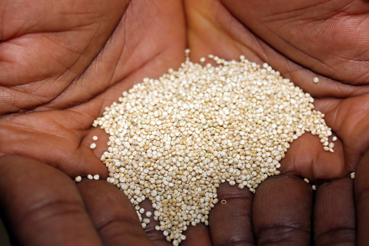 Dietitians Online Blog Meatless Monday History and Nutrition of