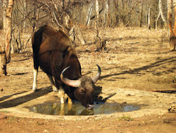 The Gaur also reffered to as the Bison , drinks at the water hole