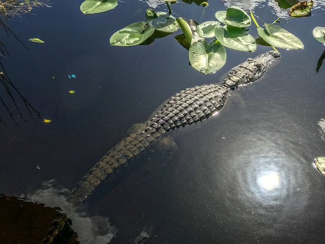Everglades National Park alligator
