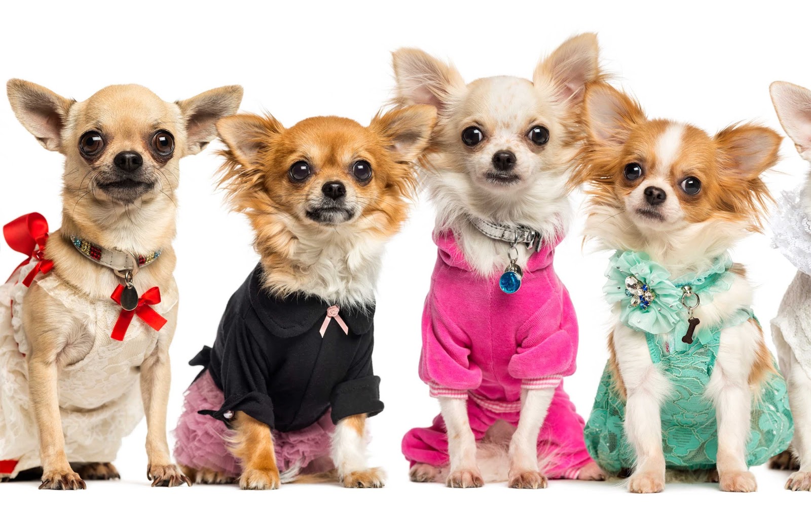 породы комнатно-декоративных собак. порода собак чихуа чихуа. группа маленьких собак. группа маленьких собак. чихуахуа короткошерстные.