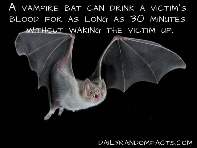animal facts, facts about animals, interesting animal facts, vampire bats fact