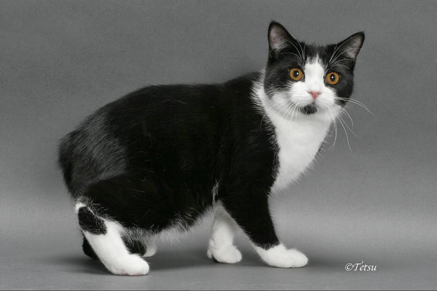 Jenis Ras Kucing Lucu Dunia Beserta Foto Cantiknya Gambar