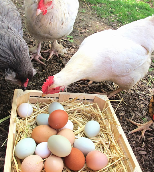 Problems With Laying Hens Modern Farming Methods Problems With Laying Hens Modern