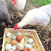 How to Stop Laying Hens From Breaking Their Eggs?