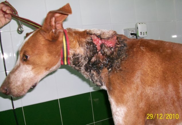 NOTFELLCHEN AUF TENERIFFA Merlin in ein neues Leben gezaubert