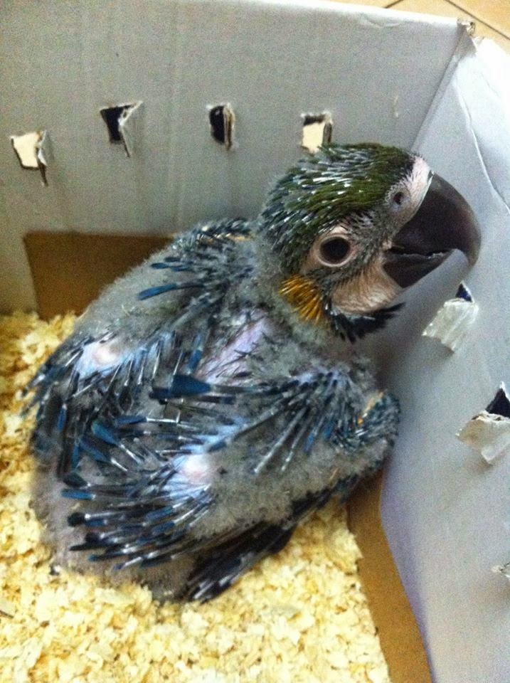 Istana Burung Import 2015